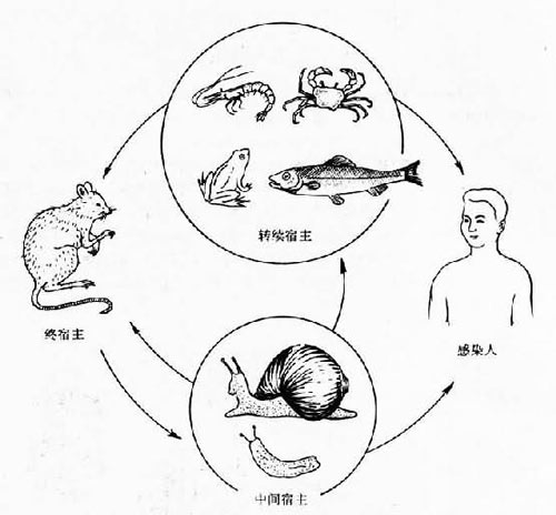 “福寿螺”里到底隐藏了什么